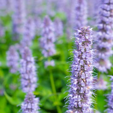 Anisört Omnia Garden Blue Fortune