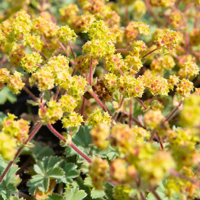 Daggkåpa Omnia Garden Rödskaftig