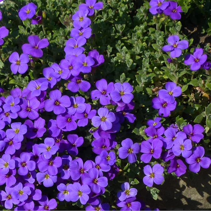 Perenn Omnia Garden Aubrieta Blaumeise