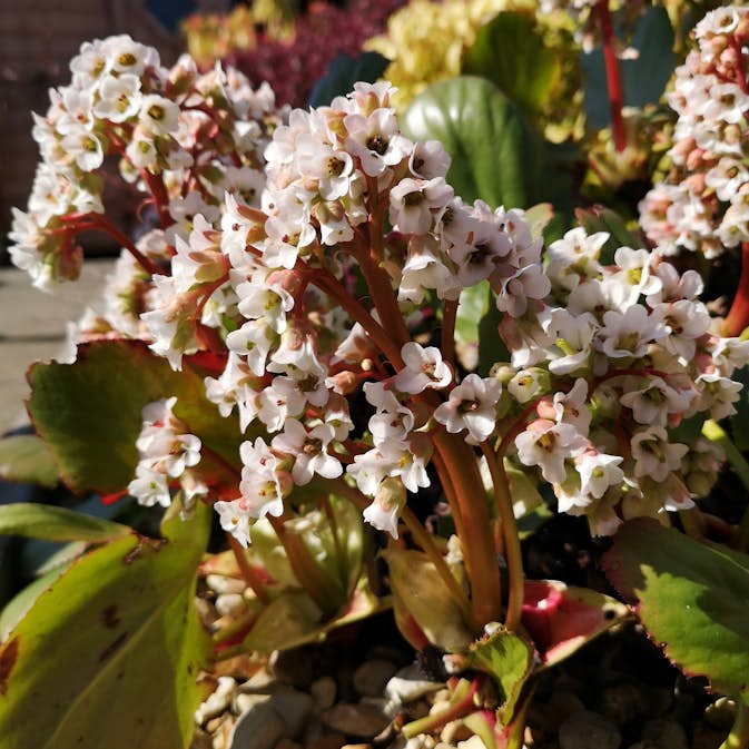 Perenn Omnia Garden Hjärtbergenia Bessingham White