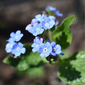 Perenn Omnia Garden Kaukasisk Förgätmigej Jack Frost
