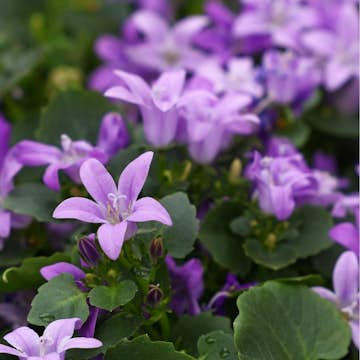 Perenn Omnia Garden Murklocka