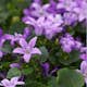 Perenn Omnia Garden Murklocka
