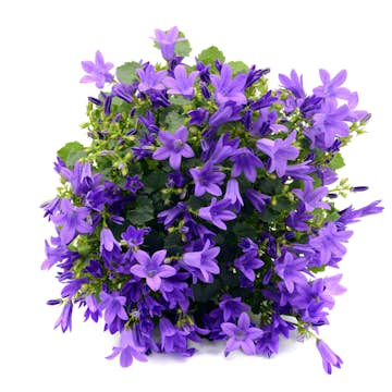 Perenn Omnia Garden Stjärnklocka Stella