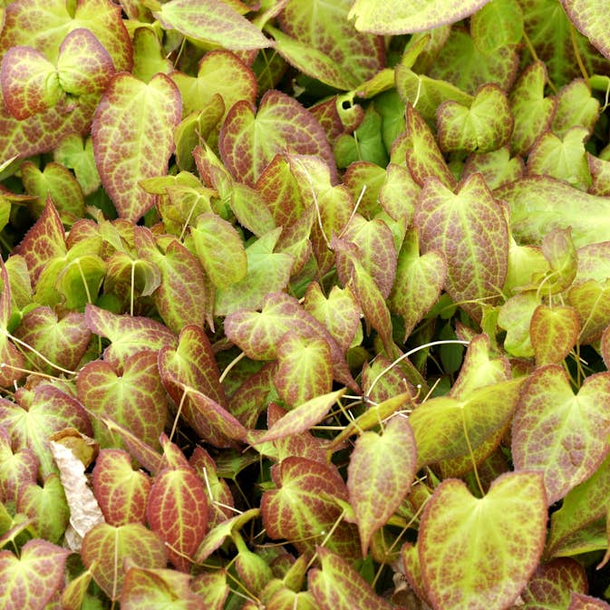 Sockblomma Omnia Garden Frohnleiten Taggig