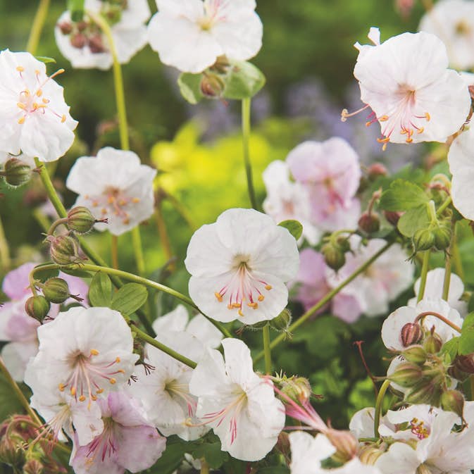 Flocknäva Omnia Garden St Ola Liten