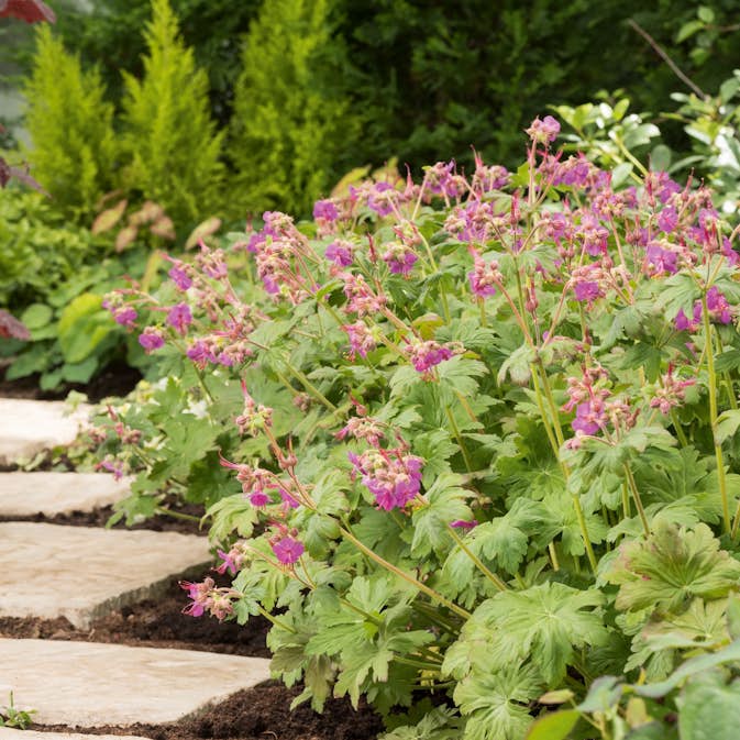 Flocknäva Omnia Garden Ingwersens Variety