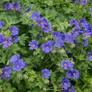 Kungsnäva Omnia Garden