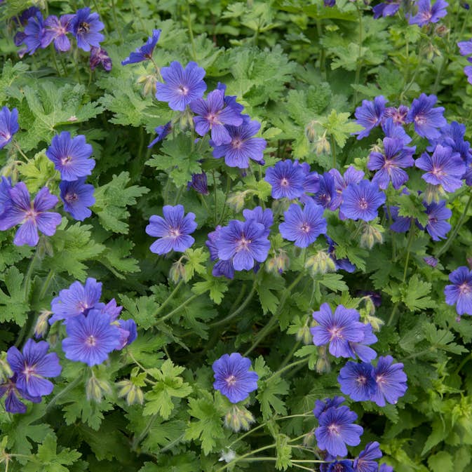 Kungsnäva Omnia Garden