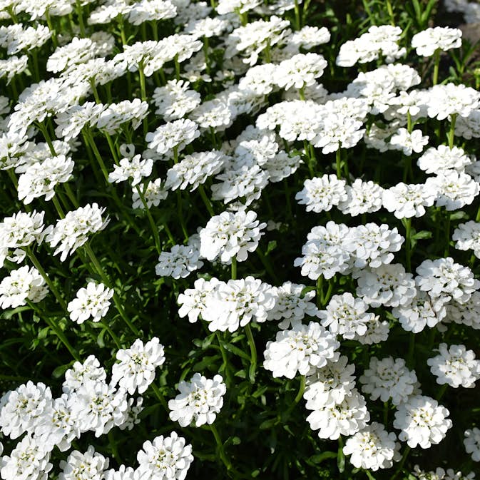 Vinteriberis Omnia Garden Schneeflocke