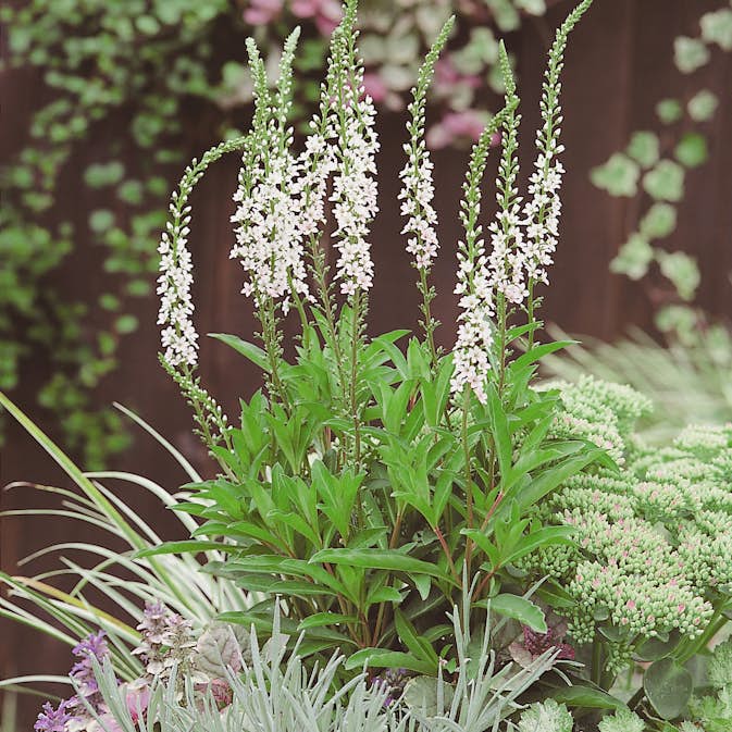 Perenn Omnia Garden Bäcklysing Autumn Snow