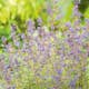 Perenn Omnia Garden Kantnepeta Kit Cat