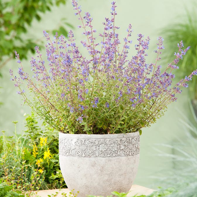 Perenn Omnia Garden Kantnepeta Kit Cat