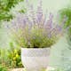 Perenn Omnia Garden Kantnepeta Kit Cat
