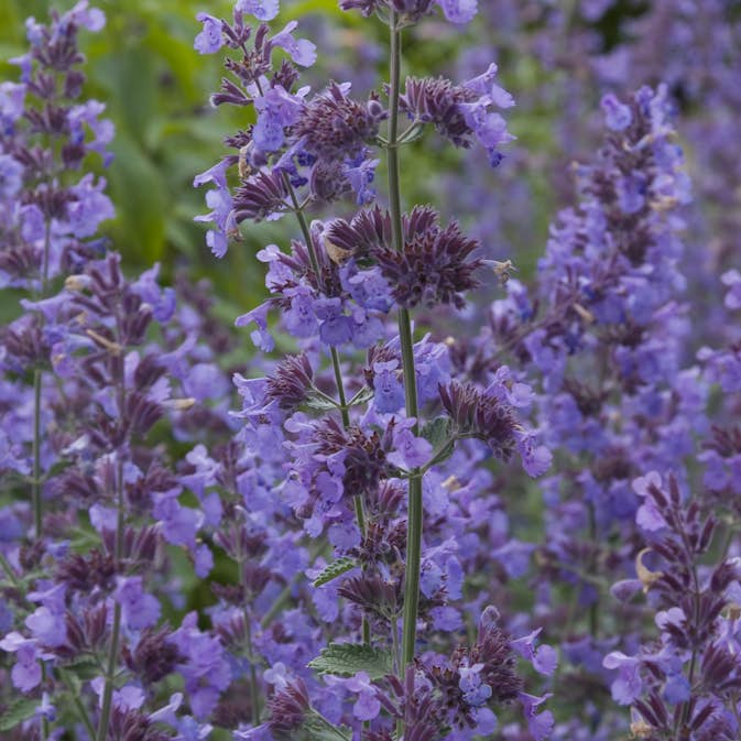 Perenn Omnia Garden Kantnepeta Walker´s Low
