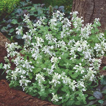 Bergnepeta Omnia Garden Snowflake