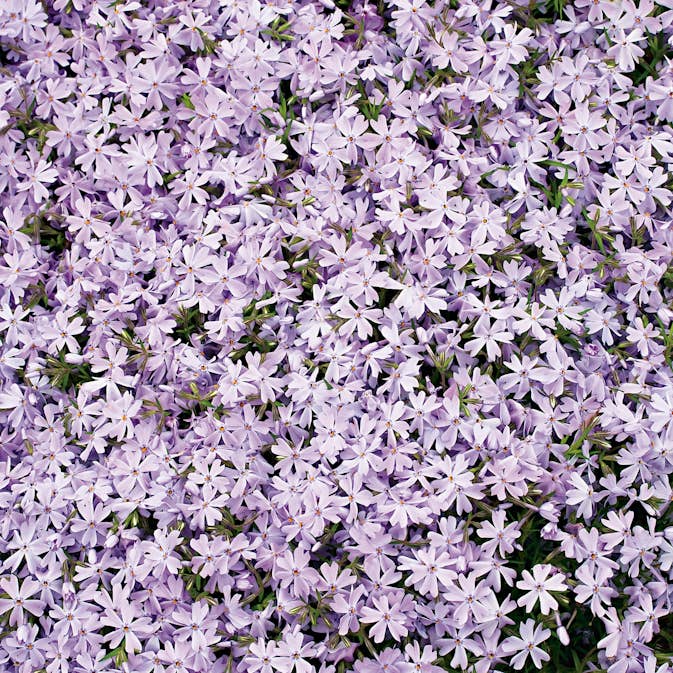 Perenn Omnia Garden Mossflox Emerald Cushion Blue