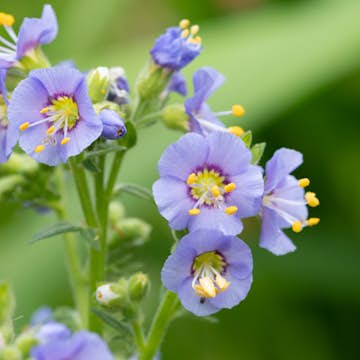 Perenn Omnia Garden Blågull Humile