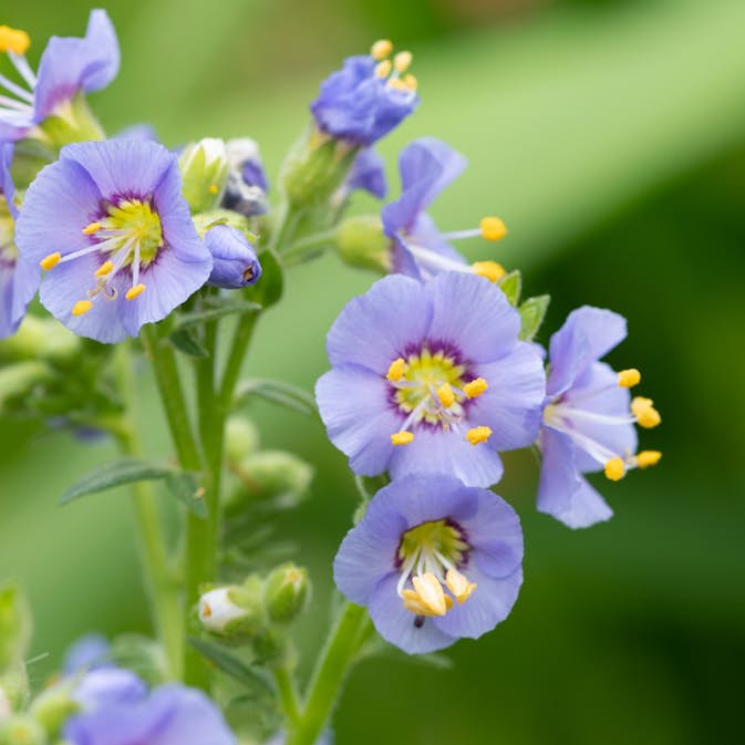 Perenn Omnia Garden Blågull Humile