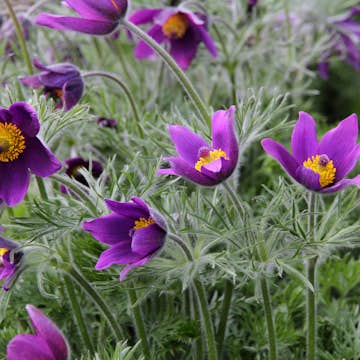 Backsippa Omnia Garden