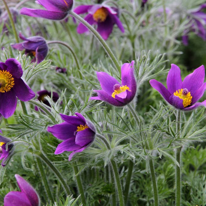 Backsippa Omnia Garden