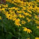 Perenn Omnia Garden Strålrudbeckia Goldtrum