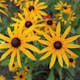 Perenn Omnia Garden Strålrudbeckia Goldtrum