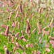 Perenn Omnia Garden Blodtopp Pink Tanna