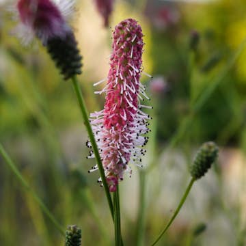 Perenn Omnia Garden Blodtopp Pink Tanna