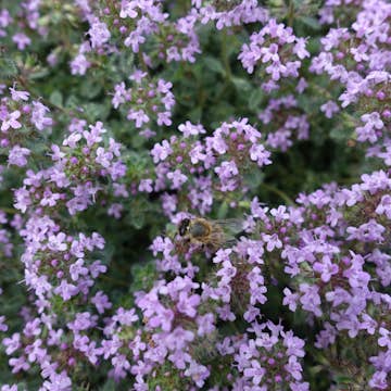 Gråtimjan Omnia Garden