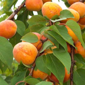 Aprikosträd Omnia Garden Orangered