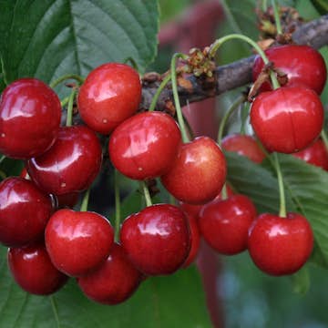 Sötkörsbärsträd Omnia Garden Gårdebo E