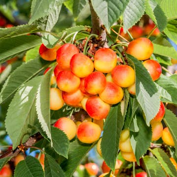 Sötkörsbärsträd Omnia Garden Heidi' E
