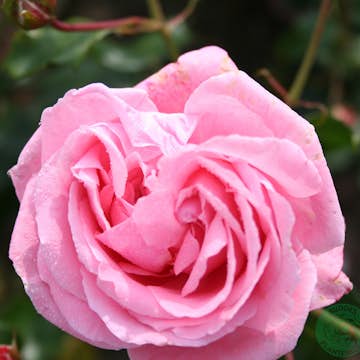 Klätterros Omnia Garden Coral Dawn