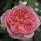 Flerblommig Buskros Omnia Garden Boscobel