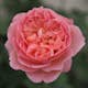 Flerblommig Buskros Omnia Garden Boscobel