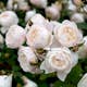 Flerblommig Buskros Omnia Garden Desdemona
