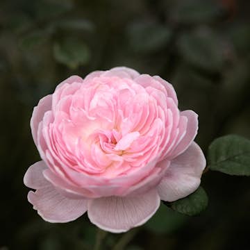 Flerblommig Buskros Omnia Garden Queen Of Sweden