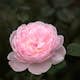 Flerblommig Buskros Omnia Garden Queen Of Sweden