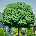 Prydnadsträd Omnia Garden Klotlönn, Grönt Lövverk & Gul Blomning, 8-10cm