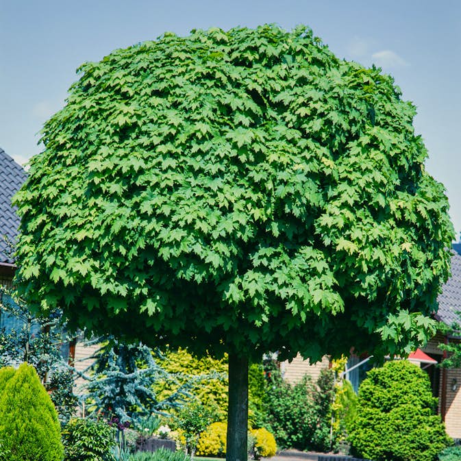Prydnadsträd Omnia Garden Klotlönn, Grönt Lövverk & Gul Blomning, 8-10cm