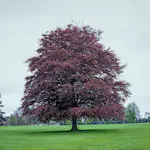 Prydnadsträd Omnia Garden Blodbok