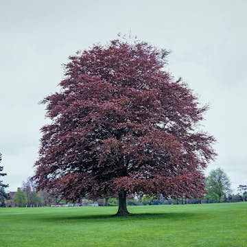 Prydnadsträd Omnia Garden Blodbok