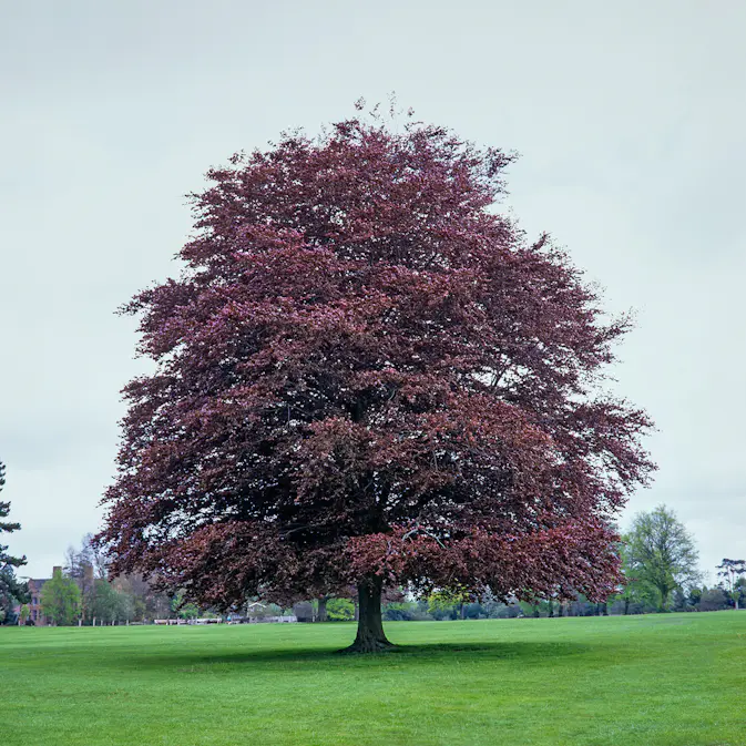 Prydnadsträd Omnia Garden Blodbok