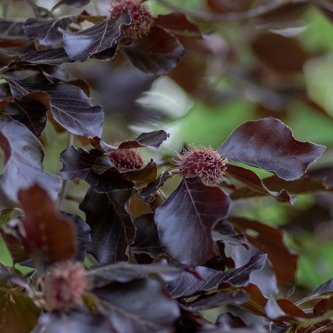 Prydnadsträd Omnia Garden Blodbok