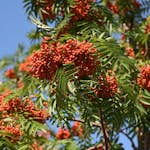 Prydnadsträd Omnia Garden Ullungrönn Dodong