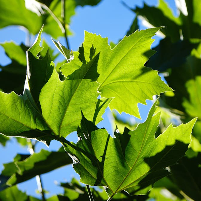 Prydnadsträd Omnia Garden Platan