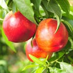 Nektarinträd Omnia Garden Madame Blanchet, Fruktträd