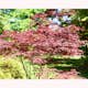 Prydnadsbuske Omnia Garden Japansk Lönn Bloodgood