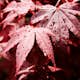 Prydnadsbuske Omnia Garden Japansk Lönn Bloodgood